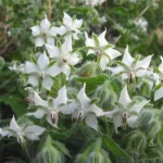 Bourrache blanche (Borago officinalis 'Bianca') Graines
