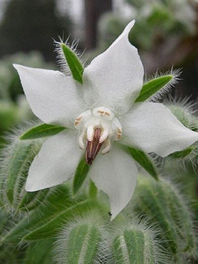 Bourrache blanche (Borago officinalis 'Bianca') Graines