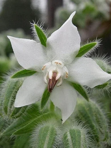 Bourrache blanche (Borago officinalis 'Bianca') Graines