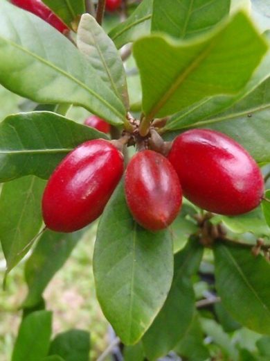 Synsepalum dulcificum (Fruit du Miracle) Graines fraiches