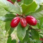 Synsepalum dulcificum (Fruit du Miracle) Graines fraiches