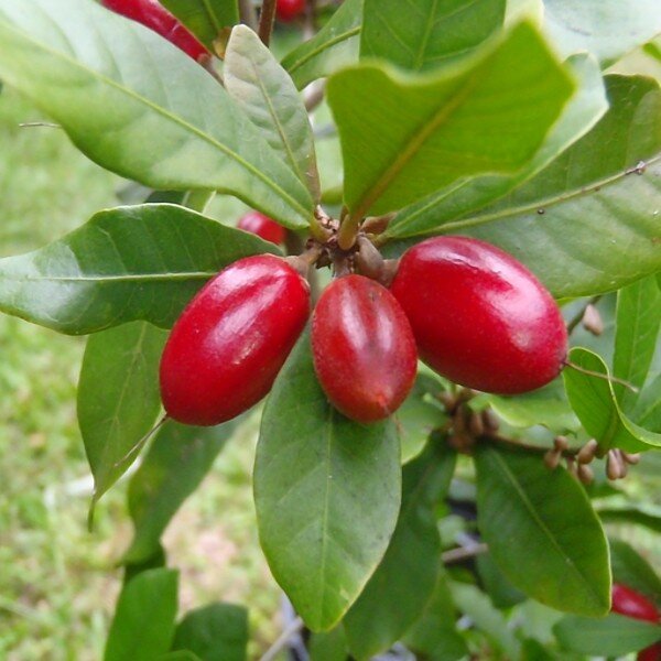 50 fruits de Baie du Miracle – La Baie Du Miracle