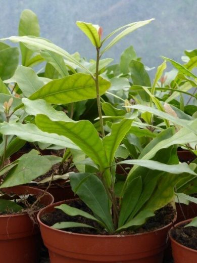 Synsepalum dulcificum (Fruit du Miracle) Graines fraiches