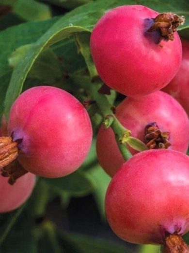 Myrtille à fruits roses 'Pink Lemonade' Plant