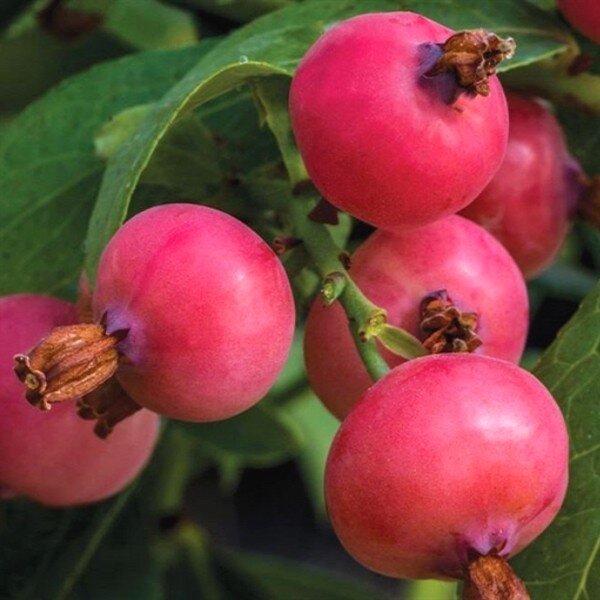 Myrtille à fruits roses 'Pink Lemonade' Plant