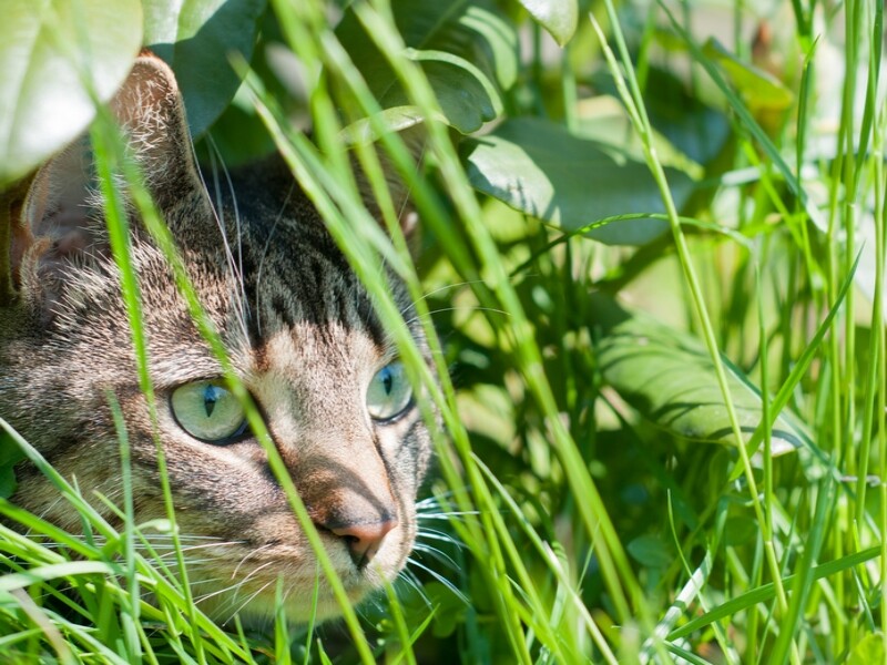 Plantes répulsives de chats: notre top 3
