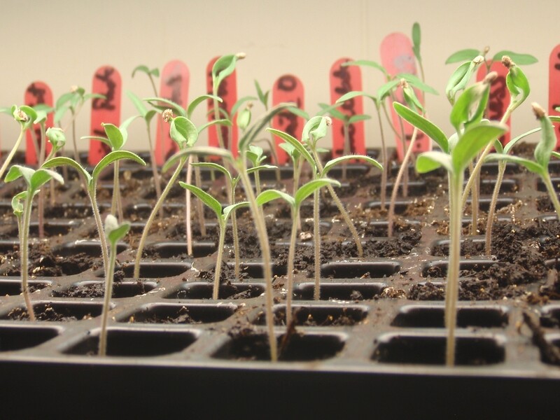 Semez ou laissez pousser des fleurs qui produisent des graines