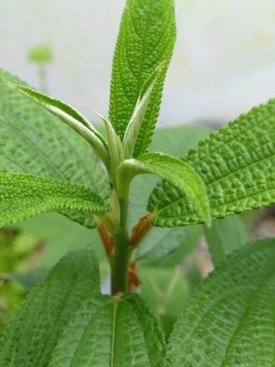 Debregeasia orientalis (Yanagi Ichigo) Plant