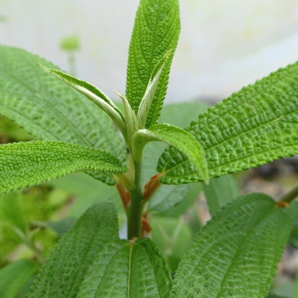 Debregeasia orientalis (Yanagi Ichigo) Plant