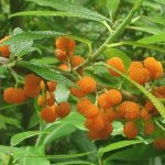 Debregeasia orientalis (Yanagi Ichigo) Plant