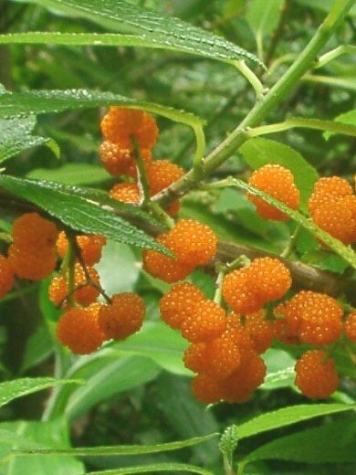 Debregeasia orientalis (Yanagi Ichigo) Plant