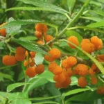 Debregeasia orientalis (Yanagi Ichigo) Plant