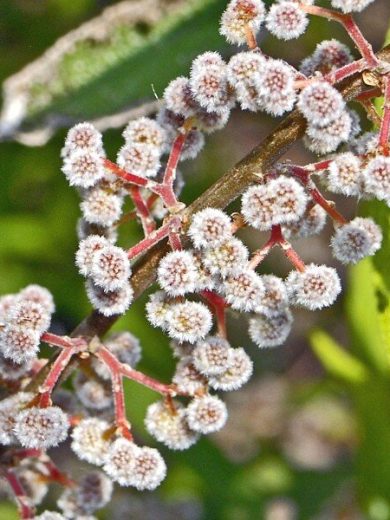 Debregeasia orientalis (Yanagi Ichigo) Plant