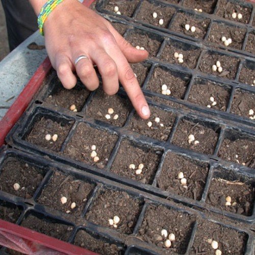 Semis d'été au potager