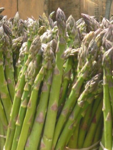 Asperge d'Argenteuil hative (Variété régionale) Graines