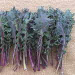 Chou Kale Frisé 'Red Russian' Graines