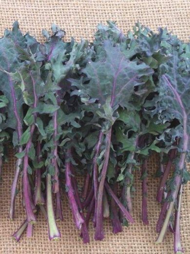 Chou Kale Frisé 'Red Russian' Graines