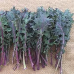 Chou Kale Frisé 'Red Russian' Graines