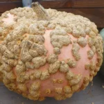 Potiron 'Galeux d'Eysines' (Variété régionale) Graines
