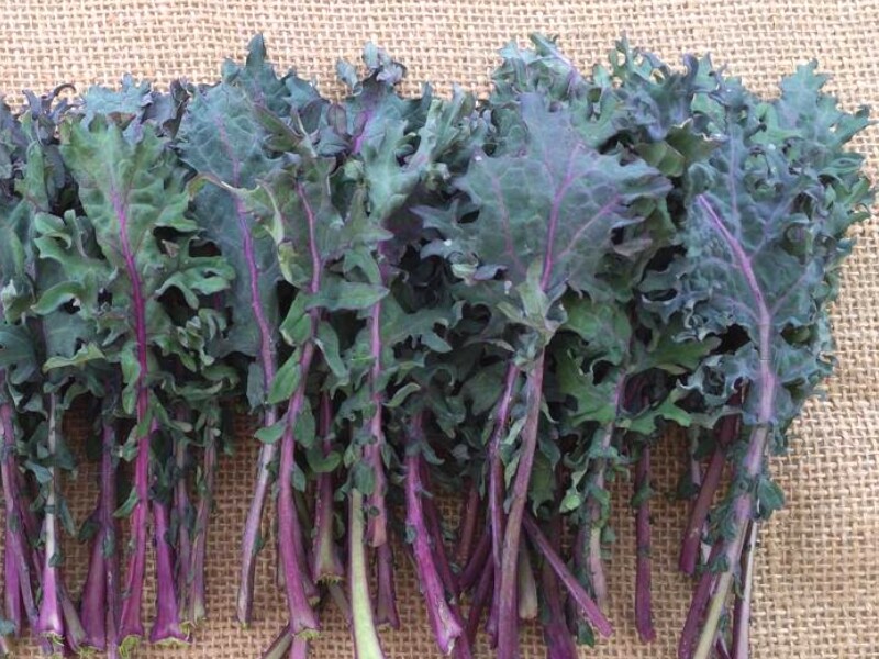 Chou Kale Frisé 'Red Russian'