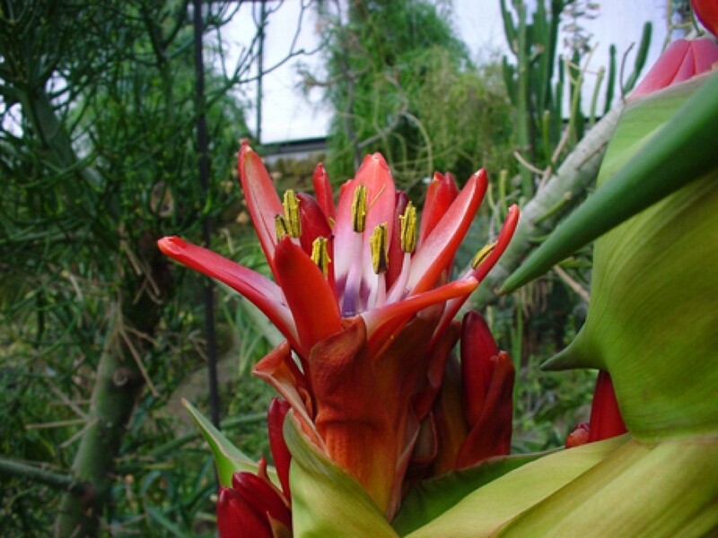 Le lys javelot australien du jardin botanique n'a fleuri que cinq fois depuis 1967 - Photo : Jardin botanique UZH.