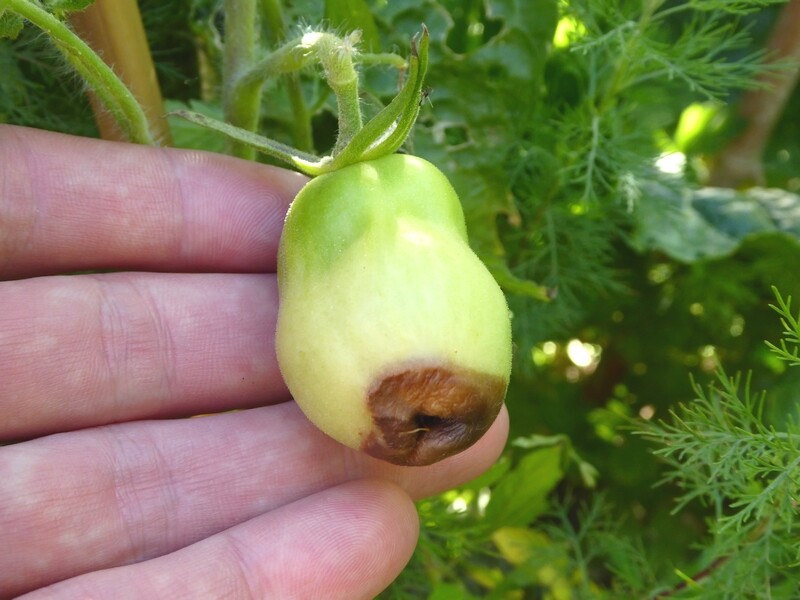 cul noir de la tomate (1)