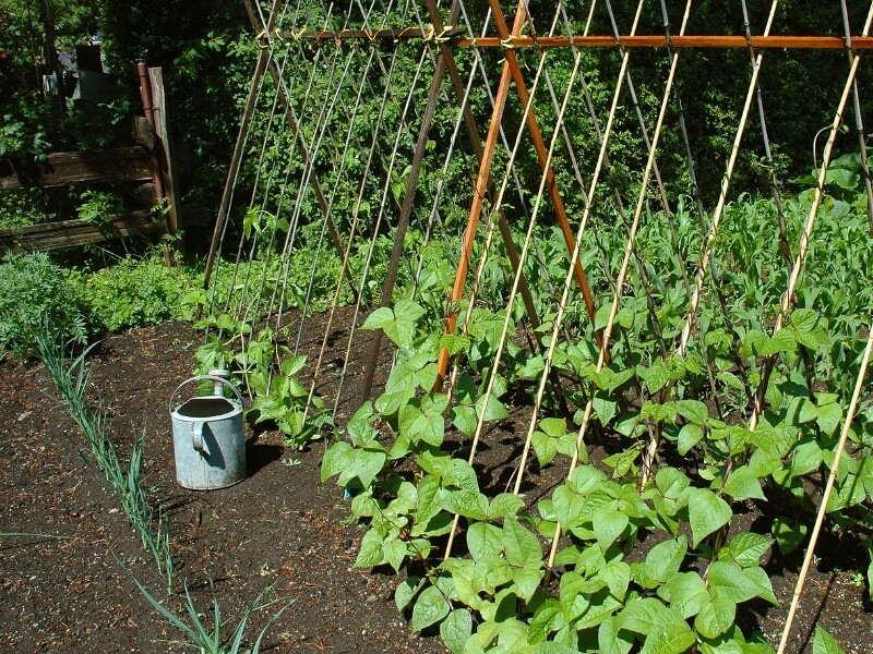 Les semis d'été au jardin potager