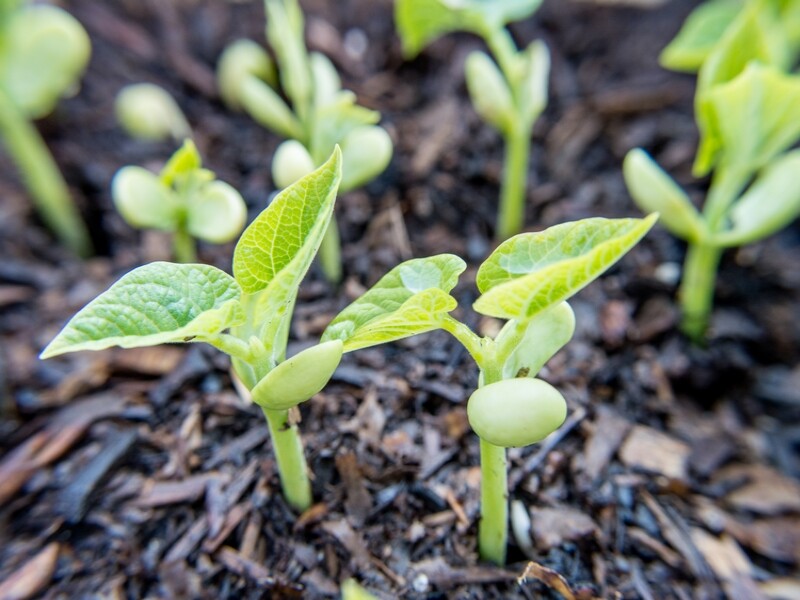 Potager: gare à vos semis!