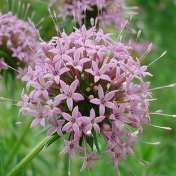 Crucianella stylosa (Parfum Cannabis) Graines rares