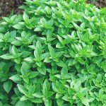Basilic Grec (Ocimum basilicum) Graines