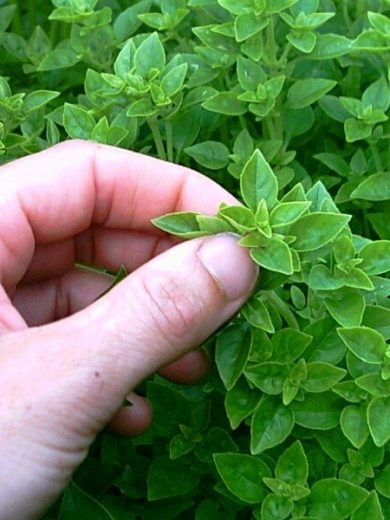 Basilic Grec (Ocimum basilicum) Graines