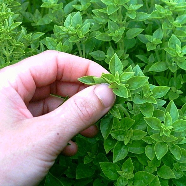 Basilic greffé à petites feuilles - Les arômes du grès