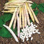 Haricot Coco de Paimpol 'Cocagne' (Variété régionale) Graines