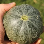 Melon 'Petit Gris de Rennes' (Variété régionale) Graines