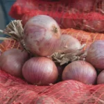 Oignon 'Rosé d'Armorique' (Variété régionale) Graines