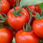 Tomate 'Précoce de Quimper' (Variété ancienne) Graines