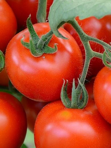 Tomate 'Précoce de Quimper' (Variété ancienne) Graines