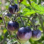 Tomate 'Indigo Rose' (Variété cocktail bleu) Graines