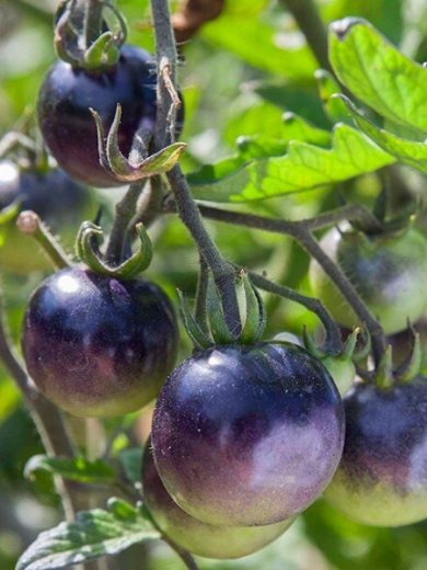 Tomate 'Indigo Rose' (Variété cocktail bleu) Graines