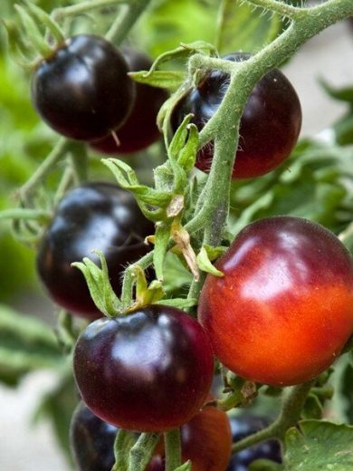 Tomate 'Indigo Rose' (Variété cocktail bleu) Graines