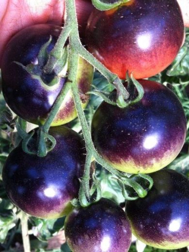Tomate 'Indigo Rose' (Variété cocktail bleu) Graines