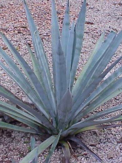 Agave tequilana (Agave Bleu) Plant