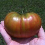 Tomate Ananas Noire (Variété Belge) Graines