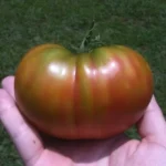 Tomate Ananas Noire (Variété Belge) Graines