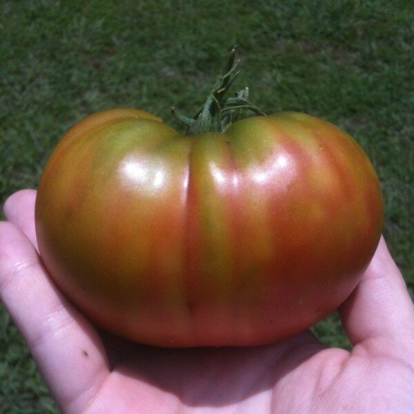 graines a semer de tomate Ananas