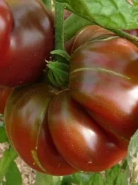 Tomate Ananas Noire (Variété Belge) Graines