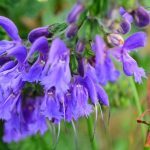 Salvia miltiorrhiza (Sauge chinoise, Danshen) Graines