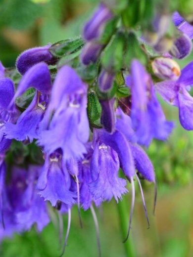 Salvia miltiorrhiza (Sauge chinoise, Danshen) Graines