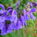 Salvia miltiorrhiza (Sauge chinoise, Danshen) Graines