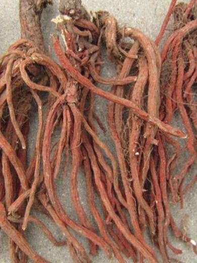 Salvia miltiorrhiza (Sauge chinoise, Danshen) Graines